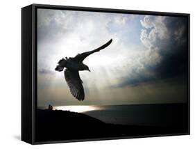 Seagul in flight over Lake Michigan beach, Indiana Dunes, Indiana, USA-Anna Miller-Framed Stretched Canvas