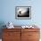 Seagul in flight over Lake Michigan beach, Indiana Dunes, Indiana, USA-Anna Miller-Framed Photographic Print displayed on a wall