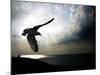 Seagul in flight over Lake Michigan beach, Indiana Dunes, Indiana, USA-Anna Miller-Mounted Photographic Print