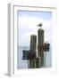 Seagul on Sausalito Pier, Marin County, California-Anna Miller-Framed Photographic Print