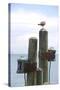 Seagul on Sausalito Pier, Marin County, California-Anna Miller-Stretched Canvas