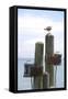 Seagul on Sausalito Pier, Marin County, California-Anna Miller-Framed Stretched Canvas