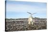 Seagull and Polar Bear, Hudson Bay, Nunavut, Canada-Paul Souders-Stretched Canvas