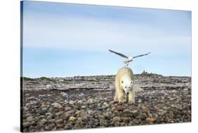 Seagull and Polar Bear, Hudson Bay, Nunavut, Canada-Paul Souders-Stretched Canvas