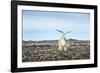 Seagull and Polar Bear, Hudson Bay, Nunavut, Canada-Paul Souders-Framed Photographic Print