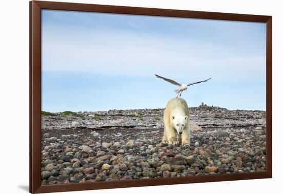 Seagull and Polar Bear, Hudson Bay, Nunavut, Canada-Paul Souders-Framed Photographic Print