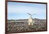 Seagull and Polar Bear, Hudson Bay, Nunavut, Canada-Paul Souders-Framed Photographic Print