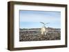 Seagull and Polar Bear, Hudson Bay, Nunavut, Canada-Paul Souders-Framed Photographic Print