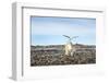 Seagull and Polar Bear, Hudson Bay, Nunavut, Canada-Paul Souders-Framed Photographic Print