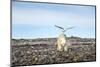 Seagull and Polar Bear, Hudson Bay, Nunavut, Canada-Paul Souders-Mounted Photographic Print