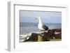 Seagull at Boiler Bay, Oregon, USA-Craig Tuttle-Framed Photographic Print