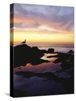 Seagull at Sunset Cliffs Tidepools on the Pacific Ocean, San Diego, California, USA-Christopher Talbot Frank-Stretched Canvas