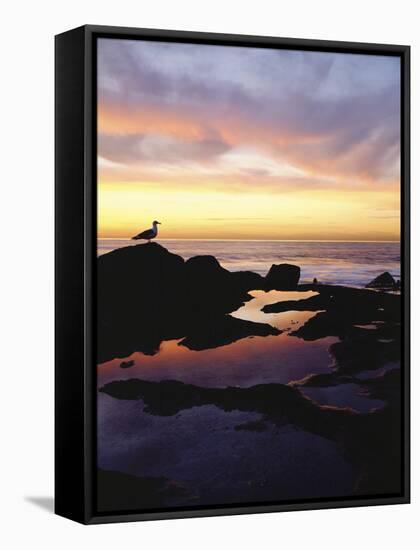 Seagull at Sunset Cliffs Tidepools on the Pacific Ocean, San Diego, California, USA-Christopher Talbot Frank-Framed Stretched Canvas