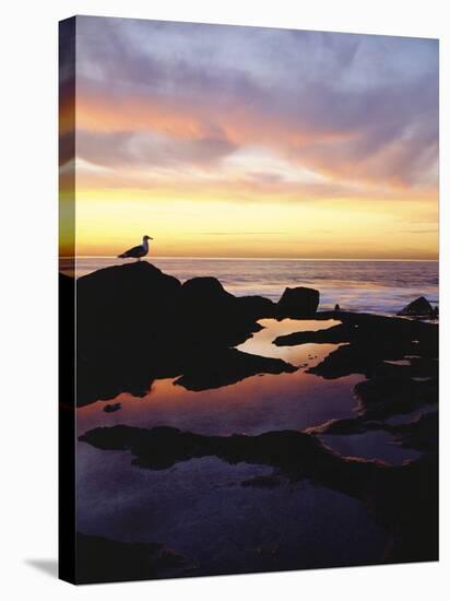 Seagull at Sunset Cliffs Tidepools on the Pacific Ocean, San Diego, California, USA-Christopher Talbot Frank-Stretched Canvas