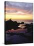 Seagull at Sunset Cliffs Tidepools on the Pacific Ocean, San Diego, California, USA-Christopher Talbot Frank-Stretched Canvas
