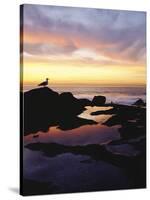 Seagull at Sunset Cliffs Tidepools on the Pacific Ocean, San Diego, California, USA-Christopher Talbot Frank-Stretched Canvas