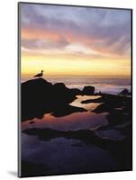 Seagull at Sunset Cliffs Tidepools on the Pacific Ocean, San Diego, California, USA-Christopher Talbot Frank-Mounted Photographic Print