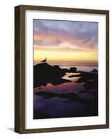 Seagull at Sunset Cliffs Tidepools on the Pacific Ocean, San Diego, California, USA-Christopher Talbot Frank-Framed Photographic Print