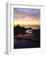 Seagull at Sunset Cliffs Tidepools on the Pacific Ocean, San Diego, California, USA-Christopher Talbot Frank-Framed Photographic Print