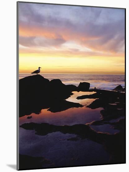 Seagull at Sunset Cliffs Tidepools on the Pacific Ocean, San Diego, California, USA-Christopher Talbot Frank-Mounted Photographic Print