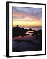 Seagull at Sunset Cliffs Tidepools on the Pacific Ocean, San Diego, California, USA-Christopher Talbot Frank-Framed Photographic Print