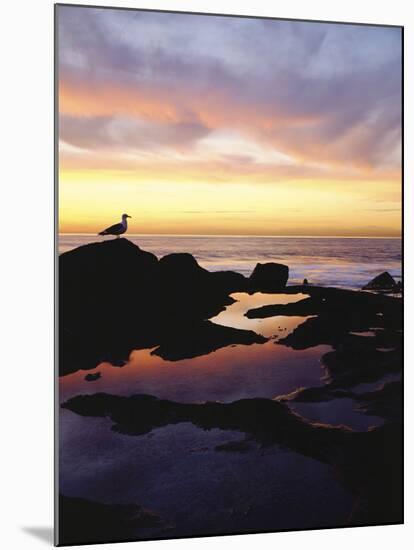 Seagull at Sunset Cliffs Tidepools on the Pacific Ocean, San Diego, California, USA-Christopher Talbot Frank-Mounted Photographic Print