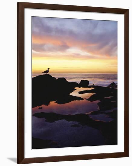 Seagull at Sunset Cliffs Tidepools on the Pacific Ocean, San Diego, California, USA-Christopher Talbot Frank-Framed Photographic Print