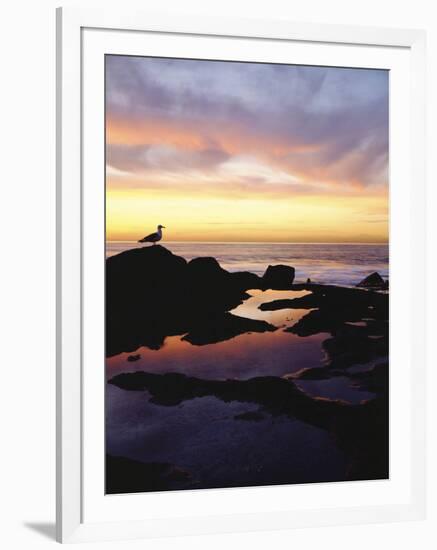 Seagull at Sunset Cliffs Tidepools on the Pacific Ocean, San Diego, California, USA-Christopher Talbot Frank-Framed Photographic Print