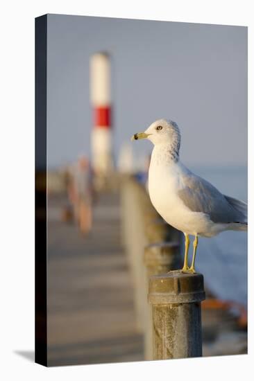 Seagull at the Lake Ontario Pier, Rochester, New York, USA-Cindy Miller Hopkins-Stretched Canvas
