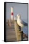 Seagull at the Lake Ontario Pier, Rochester, New York, USA-Cindy Miller Hopkins-Framed Stretched Canvas