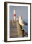 Seagull at the Lake Ontario Pier, Rochester, New York, USA-Cindy Miller Hopkins-Framed Photographic Print