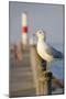 Seagull at the Lake Ontario Pier, Rochester, New York, USA-Cindy Miller Hopkins-Mounted Photographic Print