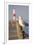 Seagull at the Lake Ontario Pier, Rochester, New York, USA-Cindy Miller Hopkins-Framed Photographic Print