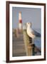 Seagull at the Lake Ontario Pier, Rochester, New York, USA-Cindy Miller Hopkins-Framed Photographic Print