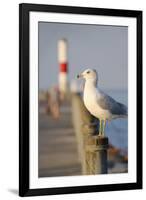 Seagull at the Lake Ontario Pier, Rochester, New York, USA-Cindy Miller Hopkins-Framed Photographic Print