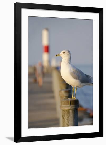 Seagull at the Lake Ontario Pier, Rochester, New York, USA-Cindy Miller Hopkins-Framed Photographic Print