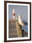 Seagull at the Lake Ontario Pier, Rochester, New York, USA-Cindy Miller Hopkins-Framed Photographic Print