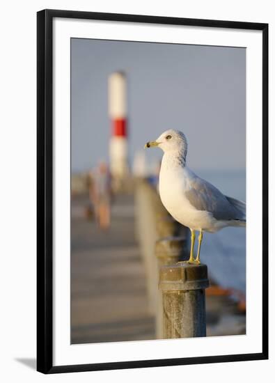 Seagull at the Lake Ontario Pier, Rochester, New York, USA-Cindy Miller Hopkins-Framed Photographic Print