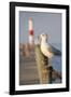 Seagull at the Lake Ontario Pier, Rochester, New York, USA-Cindy Miller Hopkins-Framed Photographic Print