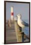 Seagull at the Lake Ontario Pier, Rochester, New York, USA-Cindy Miller Hopkins-Framed Photographic Print