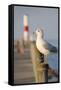 Seagull at the Lake Ontario Pier, Rochester, New York, USA-Cindy Miller Hopkins-Framed Stretched Canvas