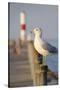 Seagull at the Lake Ontario Pier, Rochester, New York, USA-Cindy Miller Hopkins-Stretched Canvas