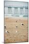 Seagull Coast-Bill Carson Photography-Mounted Art Print