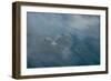 Seagull Flying Away, 2012 (Oil on Canvas)-Antonia Myatt-Framed Giclee Print