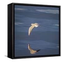 Seagull Flying over the Sea-Arctic-Images-Framed Stretched Canvas