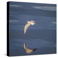 Seagull Flying over the Sea-Arctic-Images-Stretched Canvas