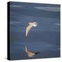Seagull Flying over the Sea-Arctic-Images-Stretched Canvas