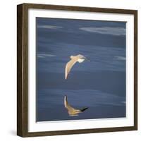 Seagull Flying over the Sea-Arctic-Images-Framed Photographic Print