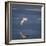 Seagull Flying over the Sea-Arctic-Images-Framed Photographic Print