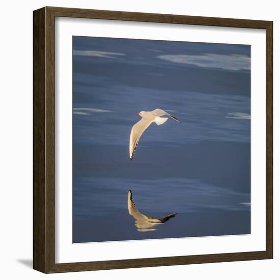 Seagull Flying over the Sea-Arctic-Images-Framed Photographic Print